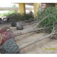 滄州園林苗圃大量供應(yīng)國槐 柳樹 榆樹春樹 白臘