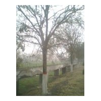 本基地常年供應(yīng)國(guó)槐，青桐，法桐，孿樹(shù)，合歡(蓉花)，龍爪槐，白