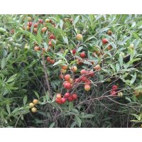 供應鈣果苗，黃連木，文冠果苗，核桃苗