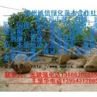 大量供應(yīng)白蠟，國(guó)槐，速生柳，107楊