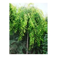 供應速生楊 毛白楊 千頭椿 速生柳 速生白蠟
