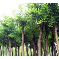 山西國(guó)槐苗基地