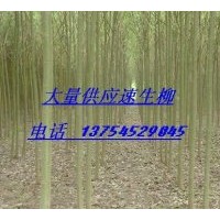 供應(yīng)河北速生柳、河北金葉榆、河北國槐