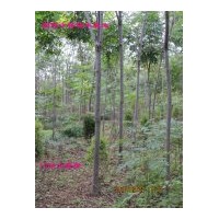 鄢陵欒樹(shù) 國(guó)槐 白蠟 青桐 大葉女貞 紅葉李 河南檜