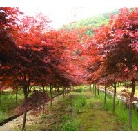 供應(yīng)樂昌含笑，香樟，馬褂木，紫薇，垂絲海棠，無患子，欒樹，櫻