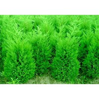 主要生產(chǎn)苗木的類型有：花灌木類、常綠類、草本花卉、藤本類、落