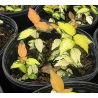 供應黃金錦絡石