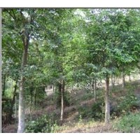 沉香樹 米徑6cm-15cm均有