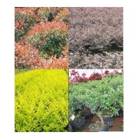 綠化工程苗木配送：紅花繼木 紅葉石楠 金森女貞等