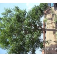 榆樹(shù):白榆裸根3-12公分