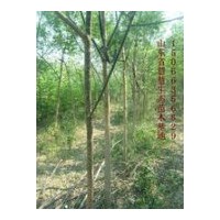 供應(yīng)3-5公分國(guó)槐