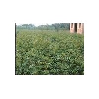 供應(yīng)花椒苗 山西花椒苗基地