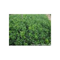 供應(yīng)黃楊，女貞，麥冬，紅花草，鳶尾