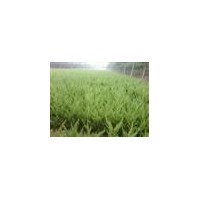 金葉女貞，大小葉黃楊，紅葉小檗