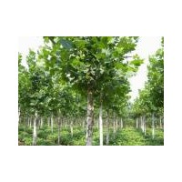 本苗圃自今日起低價(jià)供應(yīng)各規(guī)格法桐 欒樹(shù) 大葉女貞