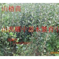 供應(yīng)臭椿苗.欒樹苗.鈣果苗. 核桃苗、山楂苗、