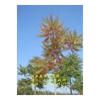 供應(yīng)10公分火炬樹價格