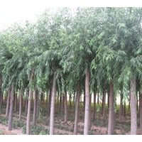 供應(yīng)平頭速生柳