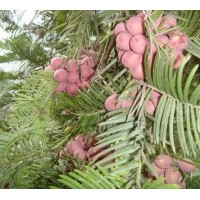 供應(yīng) 三尖杉