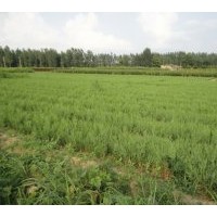 供應(yīng)側(cè)柏苗