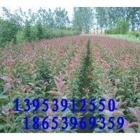 供應北美海棠、甜茶苗、開心果、木瓜苗