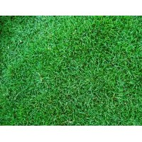 供應(yīng)果嶺草草坪