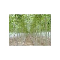 低價(jià)現(xiàn)貨供速生柳、垂柳、毛白楊、楊樹(shù)、國(guó)槐、法桐、白蠟、椿樹(shù)