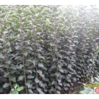 供應(yīng)：核桃苗、白皮松、油松、側(cè)柏、果品苗等