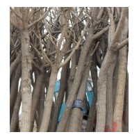 河北基地直供國槐