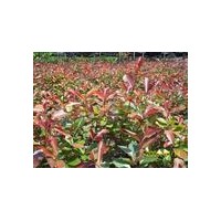 供應(yīng)黃楊，冬青，衛(wèi)矛，湖芳騰