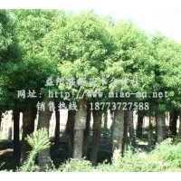 供應(yīng)8公分香樟|10公分香樟|12公分香樟|15公分香樟價(jià)格