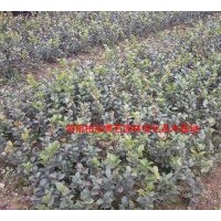 大量供應(yīng)茶梅