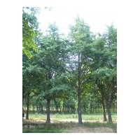 銀杏實(shí)生樹(shù)