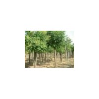 供應欒樹 紅葉小檗、金葉女貞、灑金柏、冬青、大葉黃楊、小葉黃