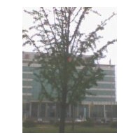 長期出售3-80公分銀杏苗木