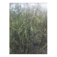 銷售：毛白楊、速生楊、速生柳