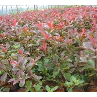 桂花樹，銀杏樹，楊梅樹，紅楓，紅葉石蘭，大量供應(yīng)