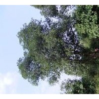 常年供應各種規(guī)格的大桂花4-10米篷