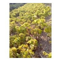 出售苗木種子苗木接穗