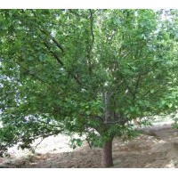 供應(yīng)八棱海棠樹