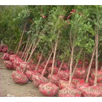 供應紅豆杉