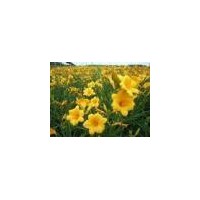 供應(yīng)金娃娃萱草