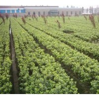 大小黃楊、膠東衛(wèi)矛、豐花月季、薔薇、灑金柏