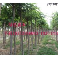 法桐、國槐8公分-60公分價格表