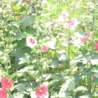 霸州李征苗圃 金娃娃】【萱草】【連翹