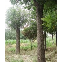 山東濱州供應(yīng)30公分白蠟