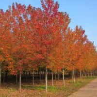 出售大規(guī)格美國紅楓