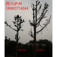 大量供應(yīng)桂花苗，皂角苗及種子，皂角苗及種子