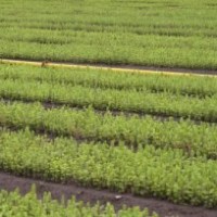 供應(yīng)云杉苗