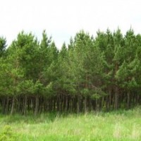 油松苗木供應(yīng)